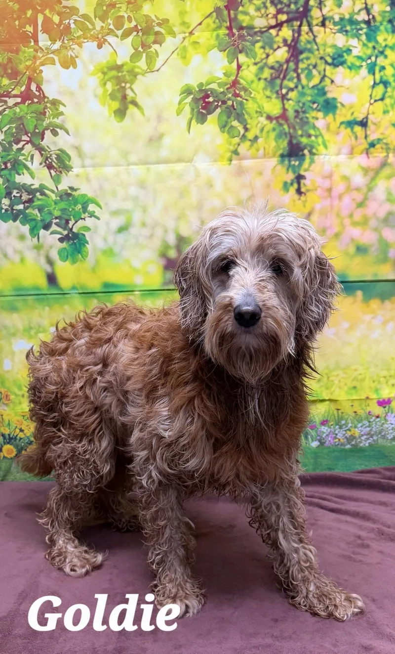 An adult medium-sized female Brown / Chocolate Cockapoo dog named Goldie for adoption in Urbana, OH