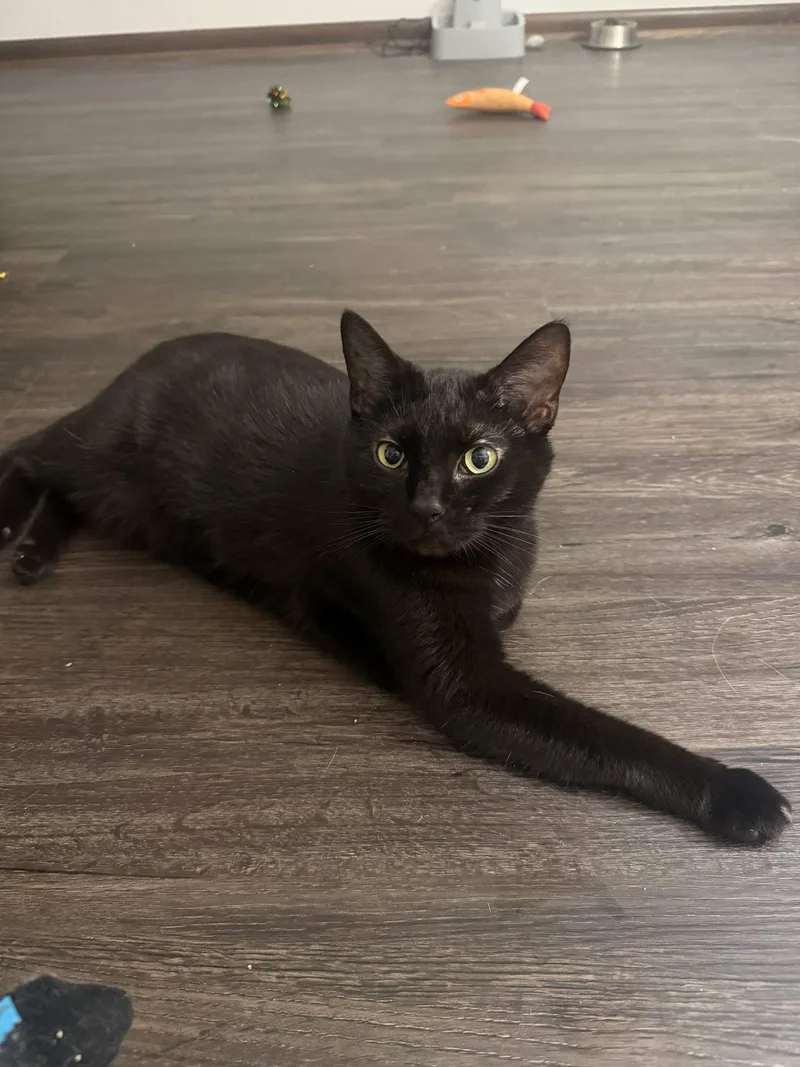 An adult medium-sized female Black Domestic Short Hair cat named Leila for adoption in Hartville, OH