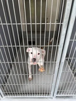 A young medium-sized female Pit Bull Terrier dog named Francis for adoption in Cumming, GA