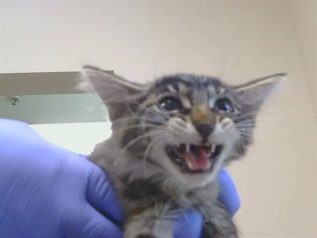 A baby small-sized female Domestic Medium Hair cat named Bahama for adoption in Sacramento, CA
