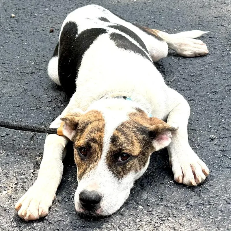A young medium-sized male White / Cream Hound dog named Petey s for adoption in Sequatchie, TN