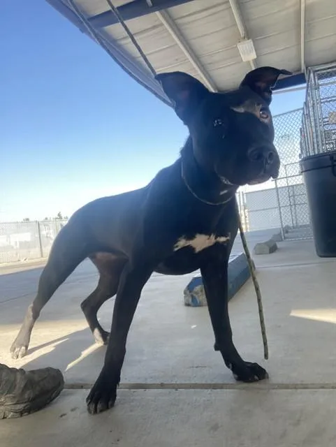 A young large-sized female Pit Bull Terrier dog named Princess Celestia for adoption in Bakersfield, CA