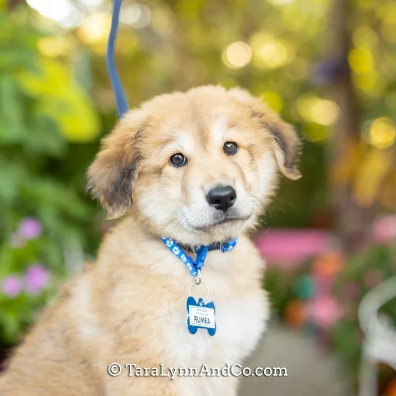 A baby medium-sized male Yellow / Tan / Blond / Fawn Poodle dog named Rumba for adoption in Wake Forest, NC