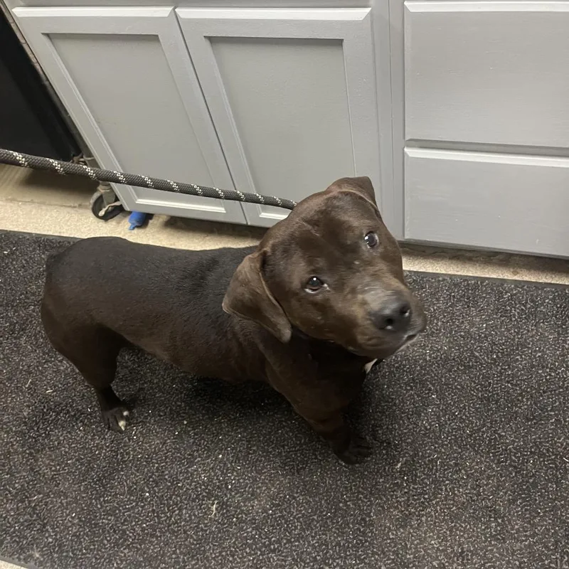 An adult medium-sized male Black Pit Bull Terrier dog named Cyrus for adoption in Lewisburg, WV