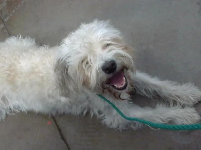 An adult medium-sized male Mixed Breed dog named Blanco for adoption in Dallas, TX