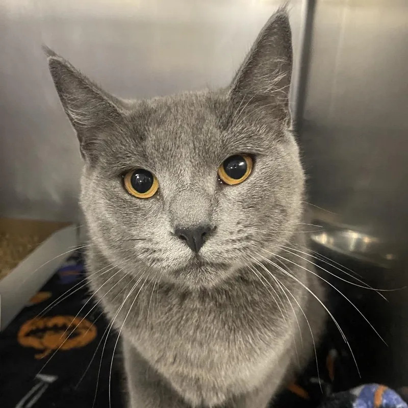 A young medium-sized female Gray / Blue / Silver Domestic Short Hair cat named Thalia for adoption in Allentown, PA