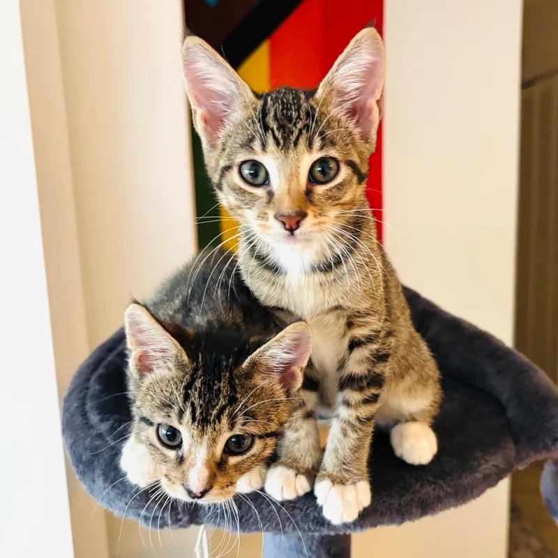 A baby small-sized male Brown / Chocolate Domestic Short Hair cat named Koda for adoption in Parkland, FL