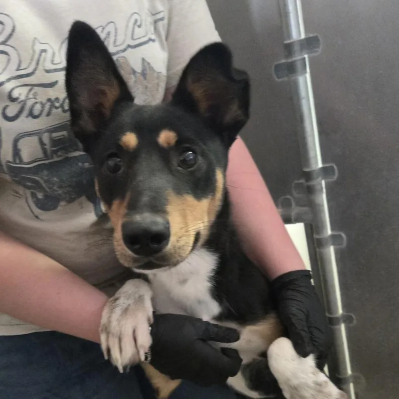 A young medium-sized female Mixed Breed dog named Lovie for adoption in Murray, UT