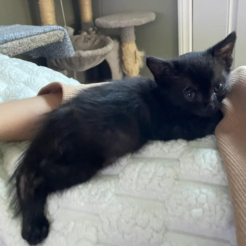 A baby small-sized male Black Domestic Short Hair cat named Percy for adoption in Long Beach, CA