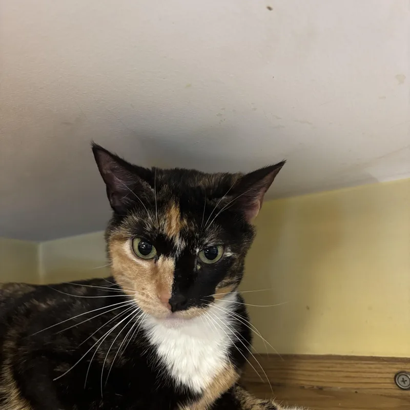 A young medium-sized female Tortoiseshell cat named Holly for adoption in Melrose, MA