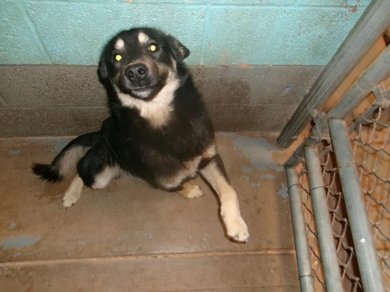 A young medium-sized male Australian Shepherd dog named Charlie for adoption in Winslow, AZ