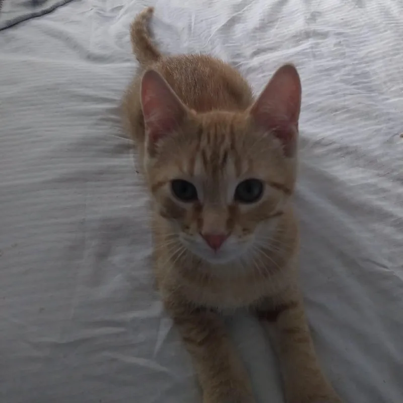 A baby small-sized male Orange / Red Domestic Short Hair cat named Cheeto for adoption in Rocky Mount, VA
