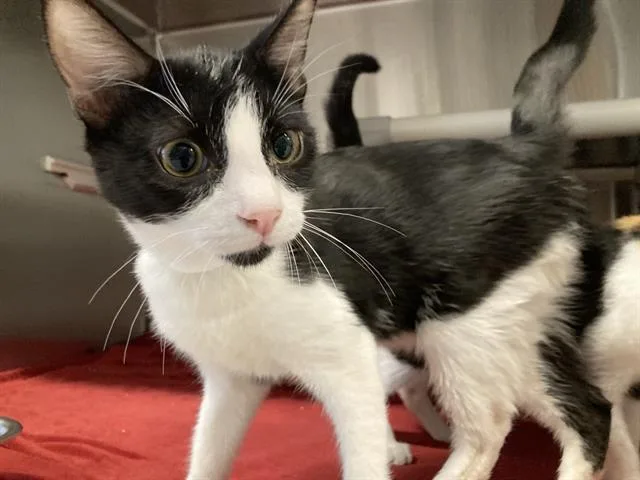 A baby medium-sized male Domestic Short Hair cat named Aj for adoption in Tustin, CA