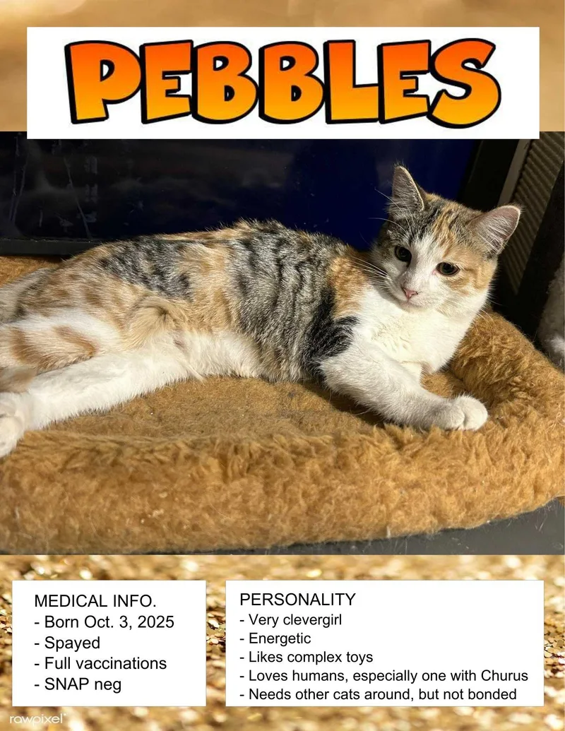 A young medium-sized female Calico American Shorthair cat named Pebbles for adoption in Milbank, SD