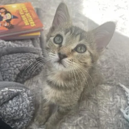 A baby small-sized female Brown / Chocolate Domestic Short Hair cat named Broadway w Hollywood for adoption in Flagstaff, AZ