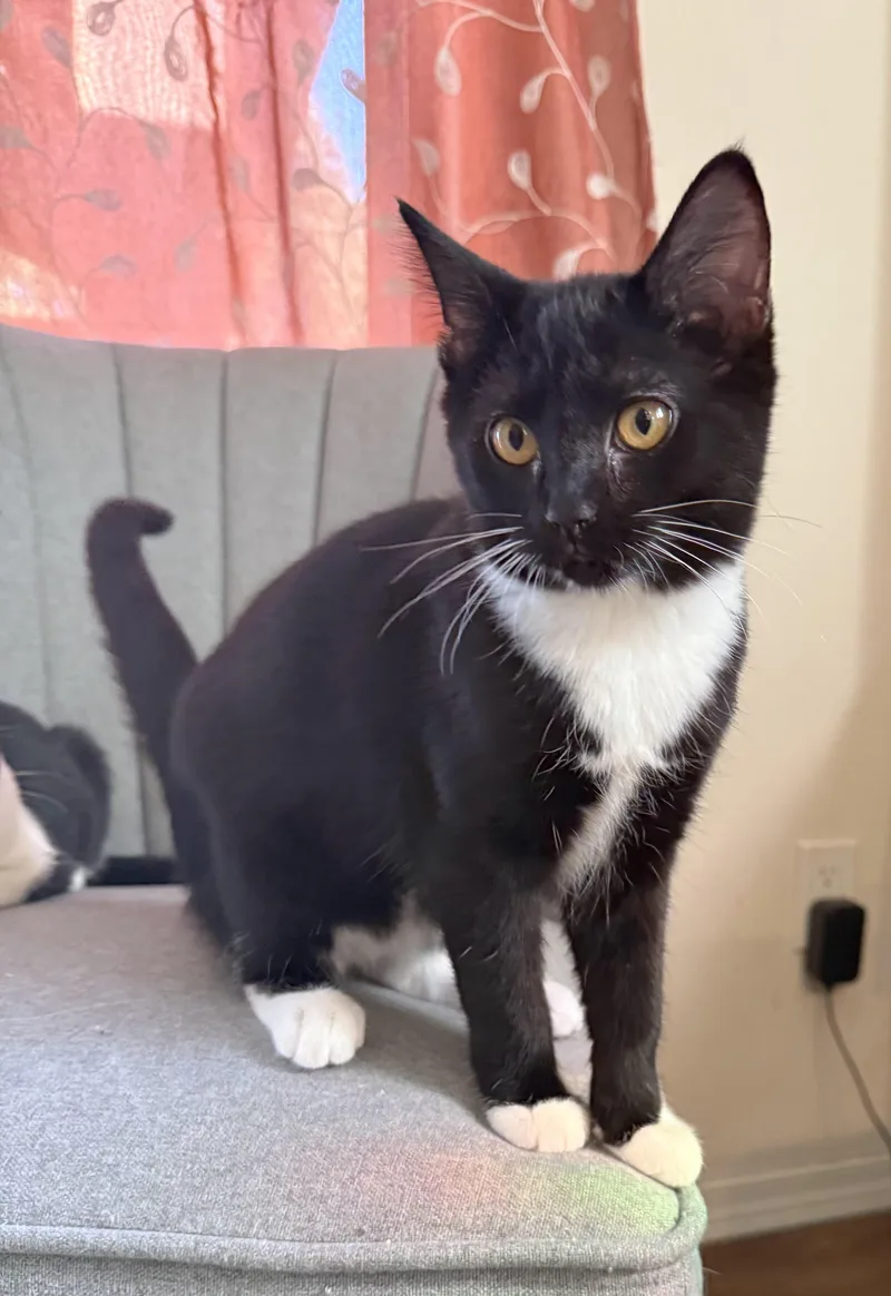 A baby medium-sized female Black & White / Tuxedo Tuxedo cat named Socks for adoption in Springfield, OR