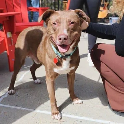 An adult large-sized male Brown / Chocolate Mixed Breed dog named Stix for adoption in Atlanta, GA
