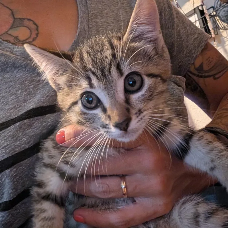 A baby small-sized male Brown / Chocolate Domestic Short Hair cat named Boppy for adoption in Bradenton, FL