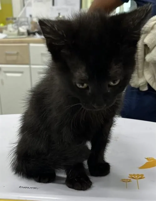 A baby small-sized female Domestic Short Hair cat named Skyla for adoption in Upper Marlboro, MD