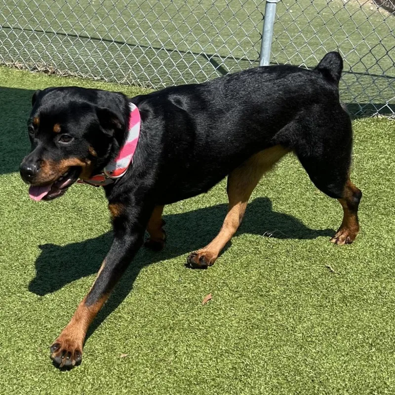 A senior medium-sized female Rottweiler dog named Delilah for adoption in Lakeland, FL
