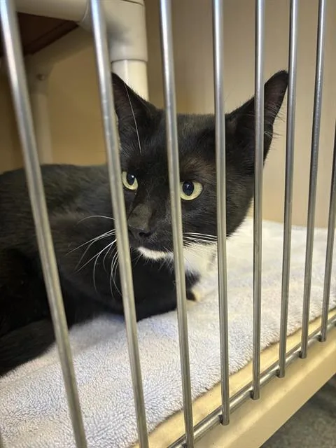 A young small-sized male Domestic Short Hair cat named Tanner for adoption in Lincolnton, NC
