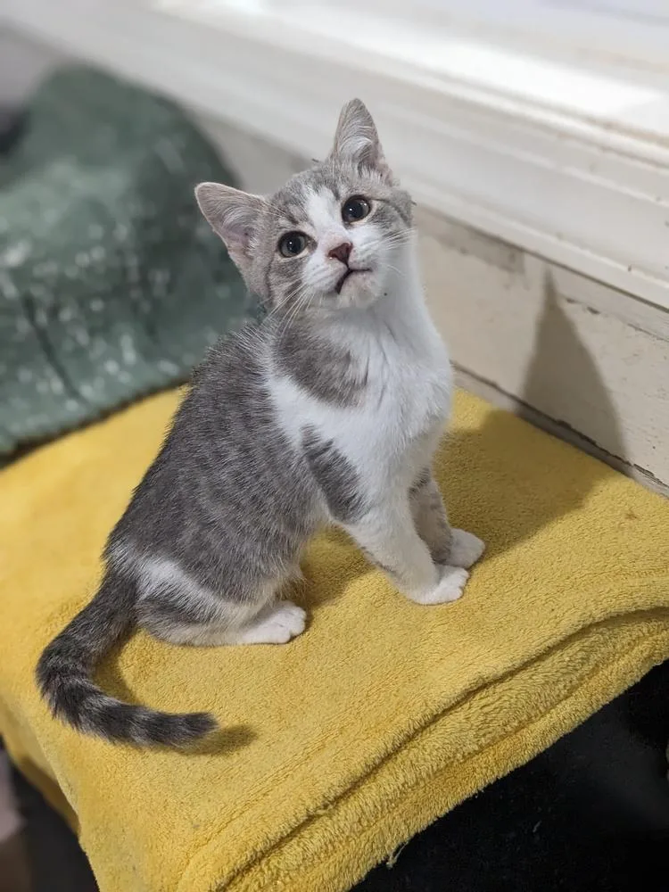A baby small-sized male Gray & White Domestic Short Hair cat named Captain America for adoption in Lewisburg, TN