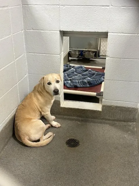 A young medium-sized male Pit Bull Terrier dog named Jeep for adoption in Huntsville, AL