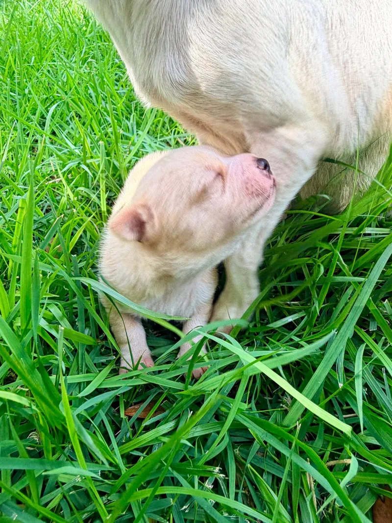 A baby small-sized male Chihuahua dog named Chico for adoption in Austin, TX