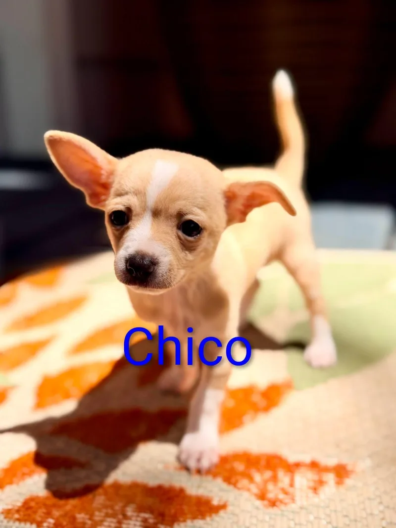 Chico thumbnail 2
