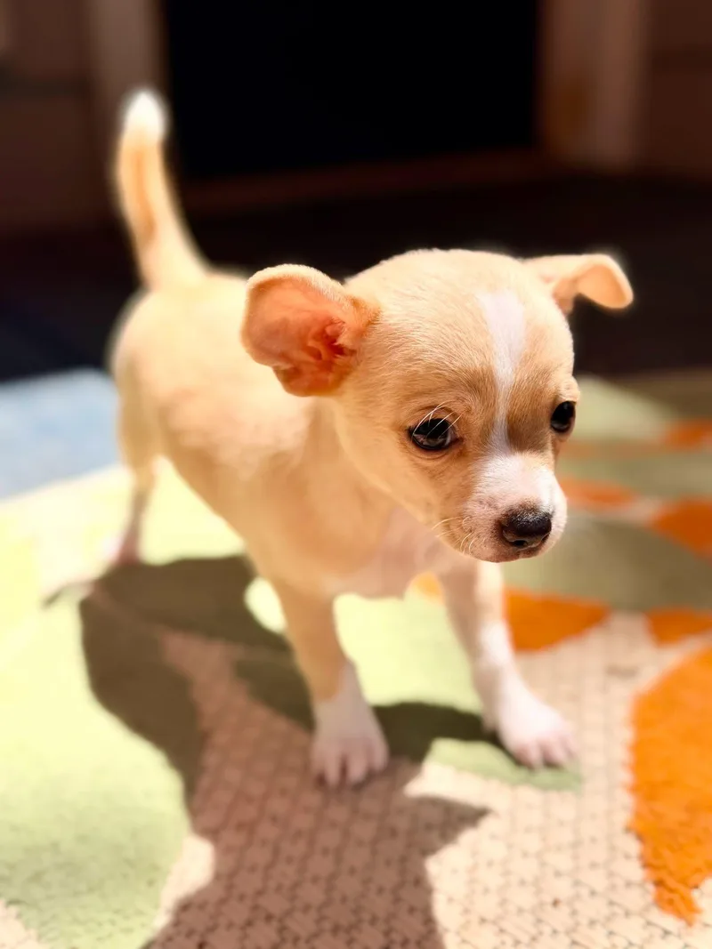 Chico thumbnail 4