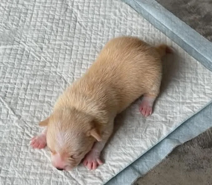 Chico thumbnail 5
