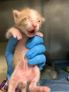 A baby medium-sized male Domestic Short Hair cat named Basil for adoption in Mustang, OK