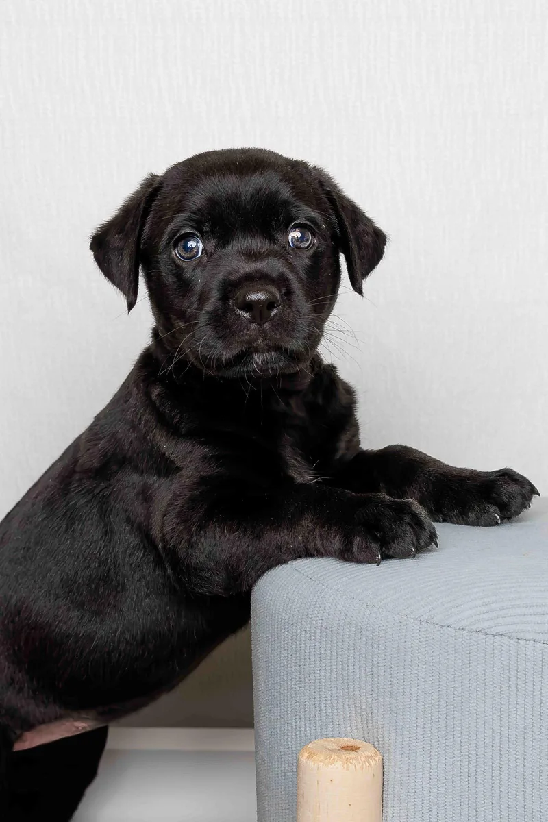 A baby large-sized female Labrador Retriever dog named Cordelia for adoption in McKinney, TX