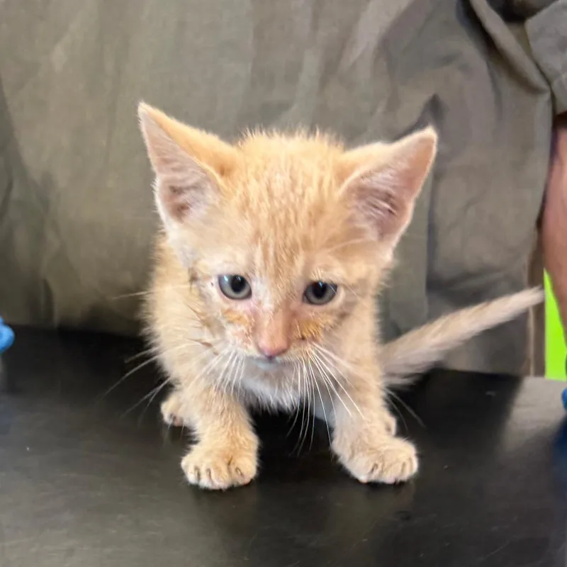 A baby small-sized male Domestic Short Hair cat named Usher for adoption in Ponca City, OK