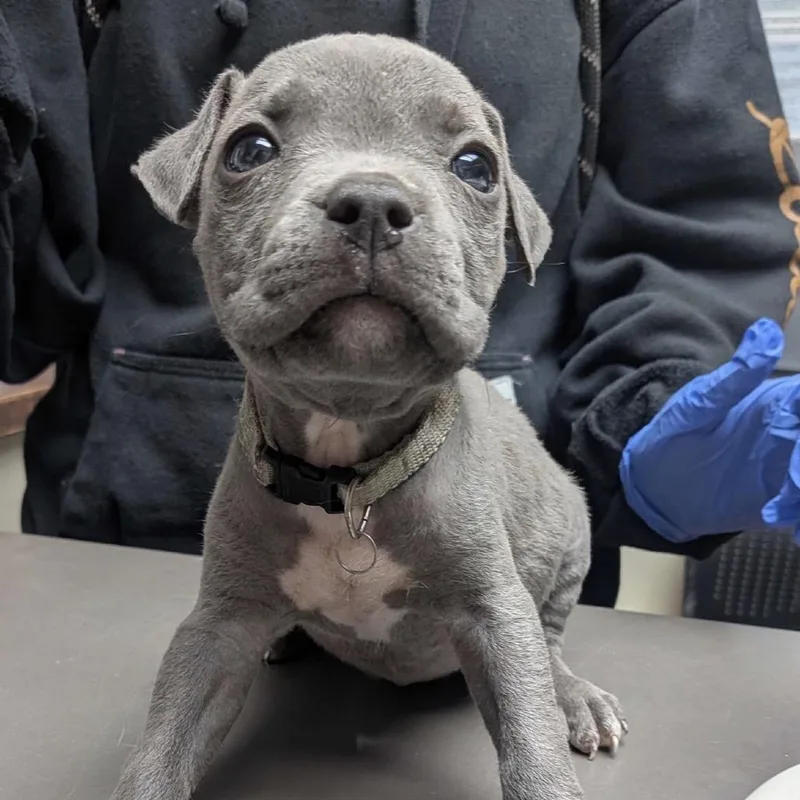 A baby small-sized female Gray / Blue / Silver Mixed Breed dog named Ziva for adoption in Columbus, GA