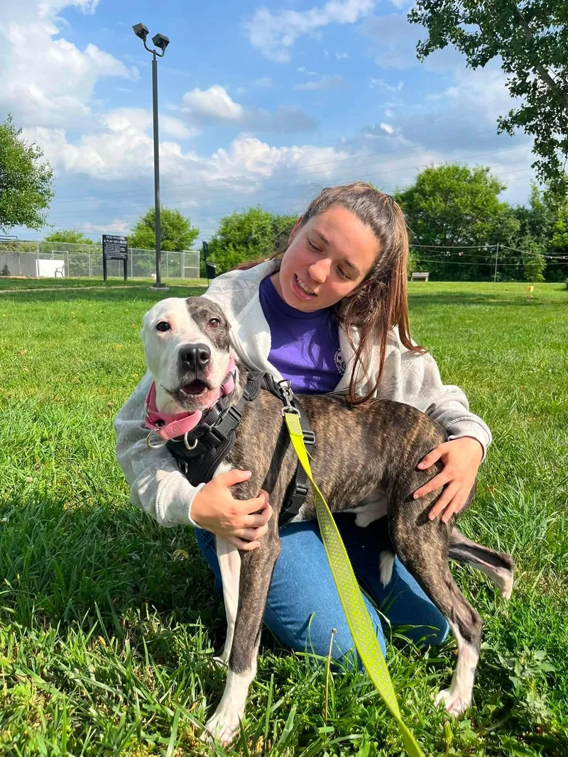 An adult medium-sized male Brindle Terrier dog named Scout for adoption in Elyria, OH