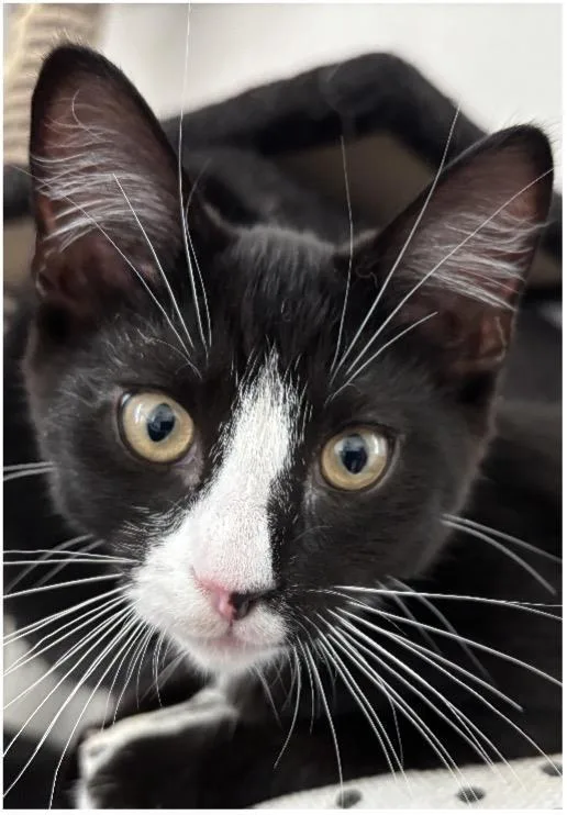 A baby small-sized male Domestic Short Hair cat named Chupi for adoption in Beacon, NY