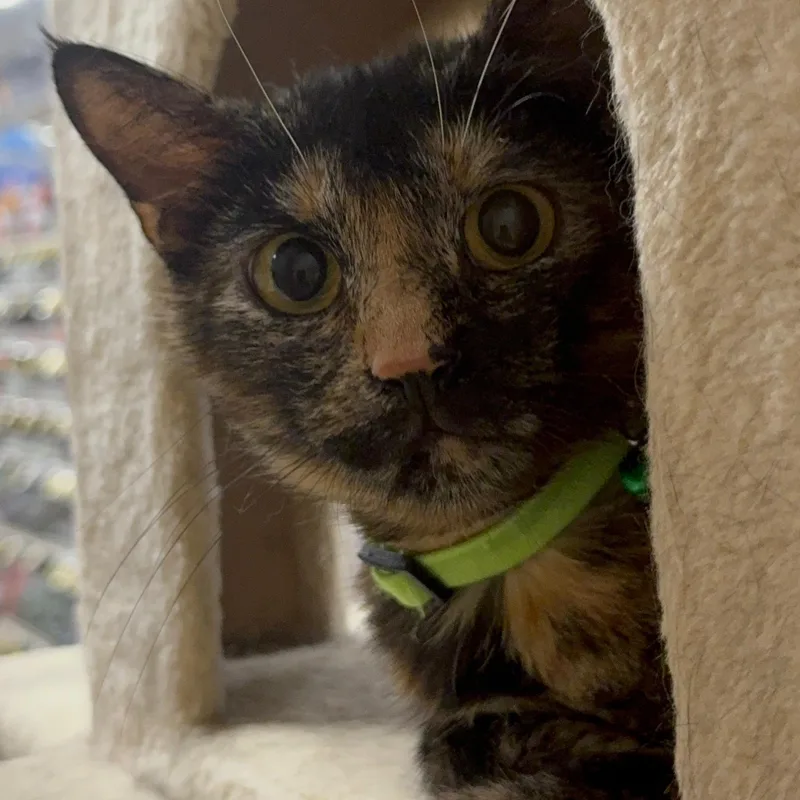 A young medium-sized female Tortoiseshell cat named Mama Pippa for adoption in atlanta, GA