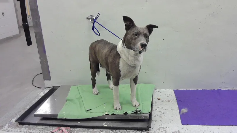 An adult medium-sized female Staffordshire Bull Terrier dog named Daphne for adoption in Houston, TX