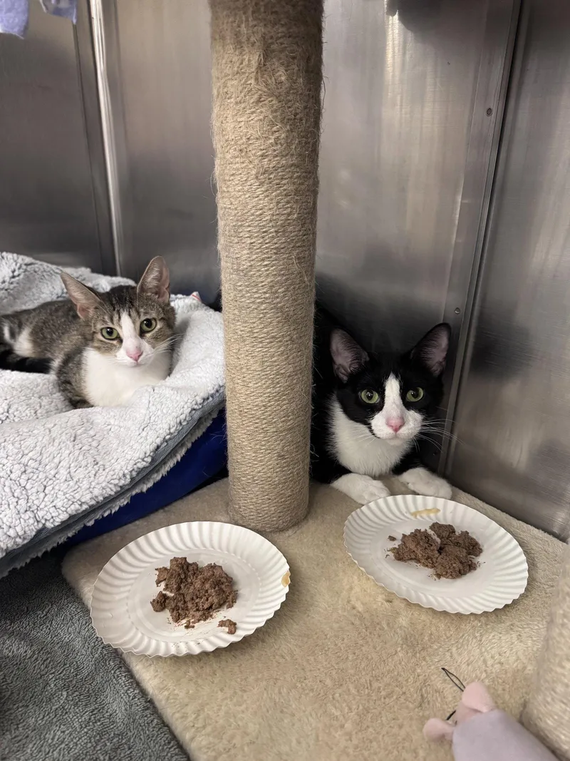 An adult medium-sized female Black & White / Tuxedo Domestic Short Hair cat named Louisa for adoption in Wheaton, IL
