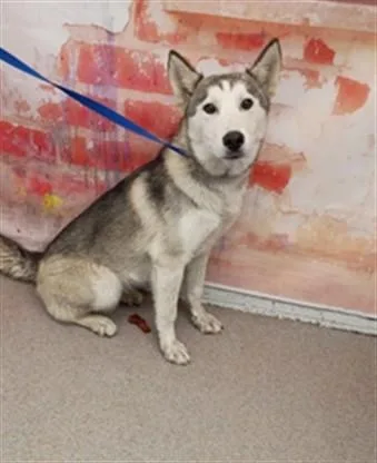 A young medium-sized female Siberian Husky dog named Dream for adoption in San Bernardino, CA