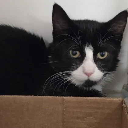 A young small-sized male Black Domestic Short Hair cat named Joey for adoption in Voorhees, NJ