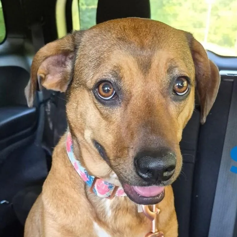A young medium-sized female Black Mouth Cur dog named Sissie for adoption in Anniston, AL