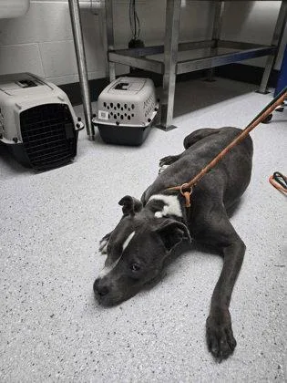 A senior large-sized male Pit Bull Terrier dog named Rawlo for adoption in Oakland, CA
