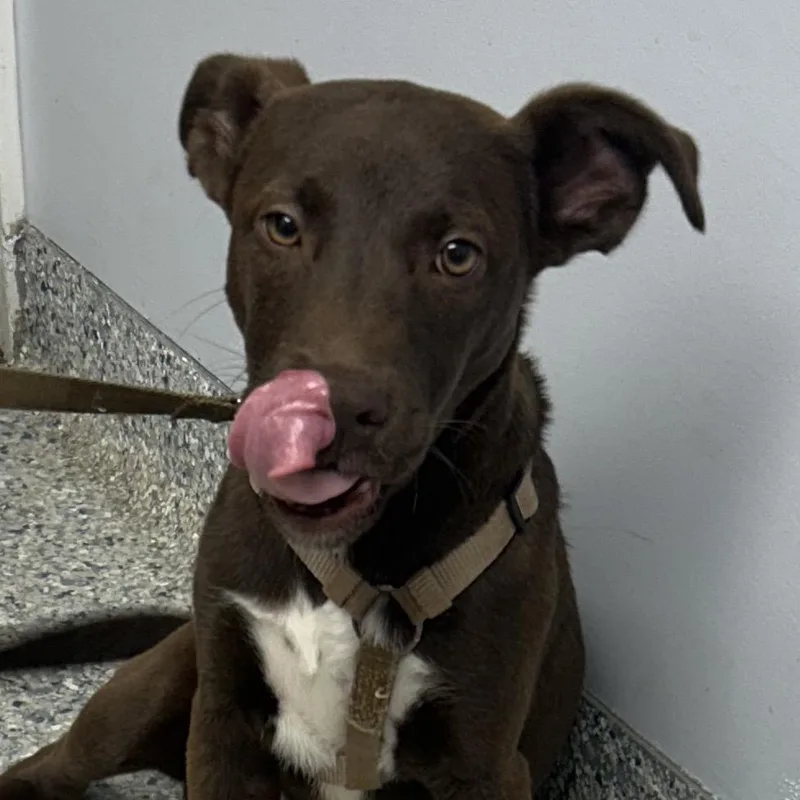 A young medium-sized male Brown / Chocolate Mixed Breed dog named Chandler for adoption in Decatur, GA