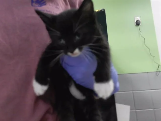 A baby small-sized male Domestic Short Hair cat named Stars for adoption in Omaha, NE