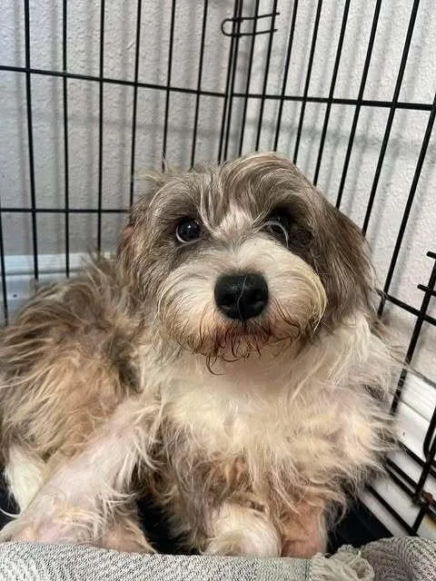 A young small-sized male Schnauzer dog named Klaus for adoption in Bolivar, MO
