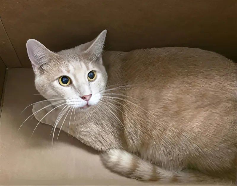 An adult medium-sized male Tabby (Buff / Tan / Fawn) Domestic Short Hair cat named Hamilton for adoption in Nashville, TN