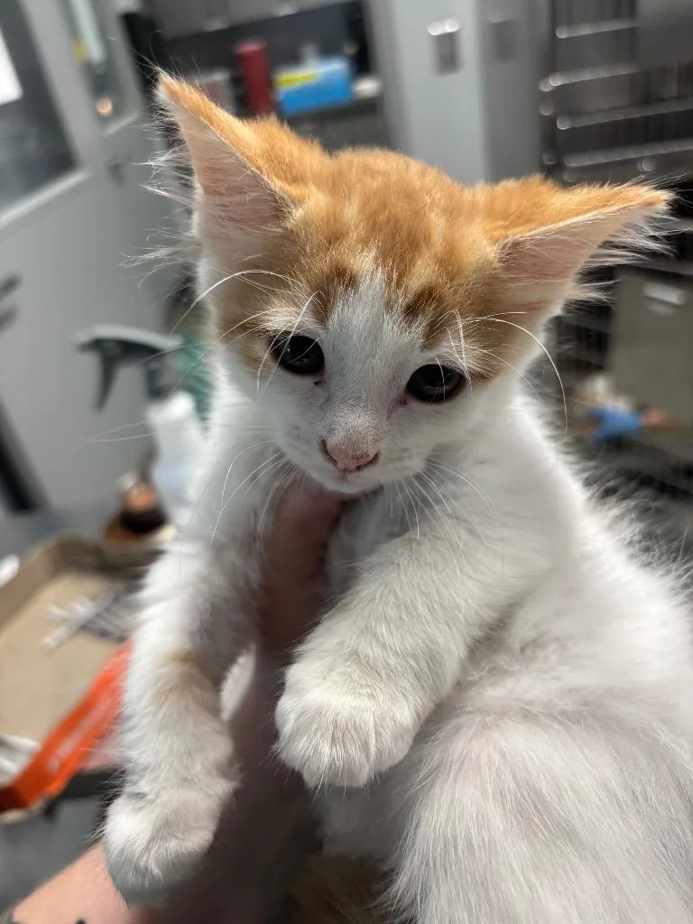 A baby small-sized male Domestic Short Hair cat named Billy for adoption in Bloomington, IN