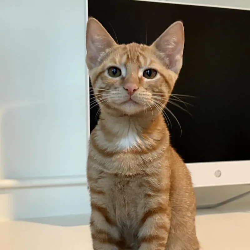A baby small-sized male Orange / Red Domestic Short Hair cat named Woody for adoption in Santa Fe, TX